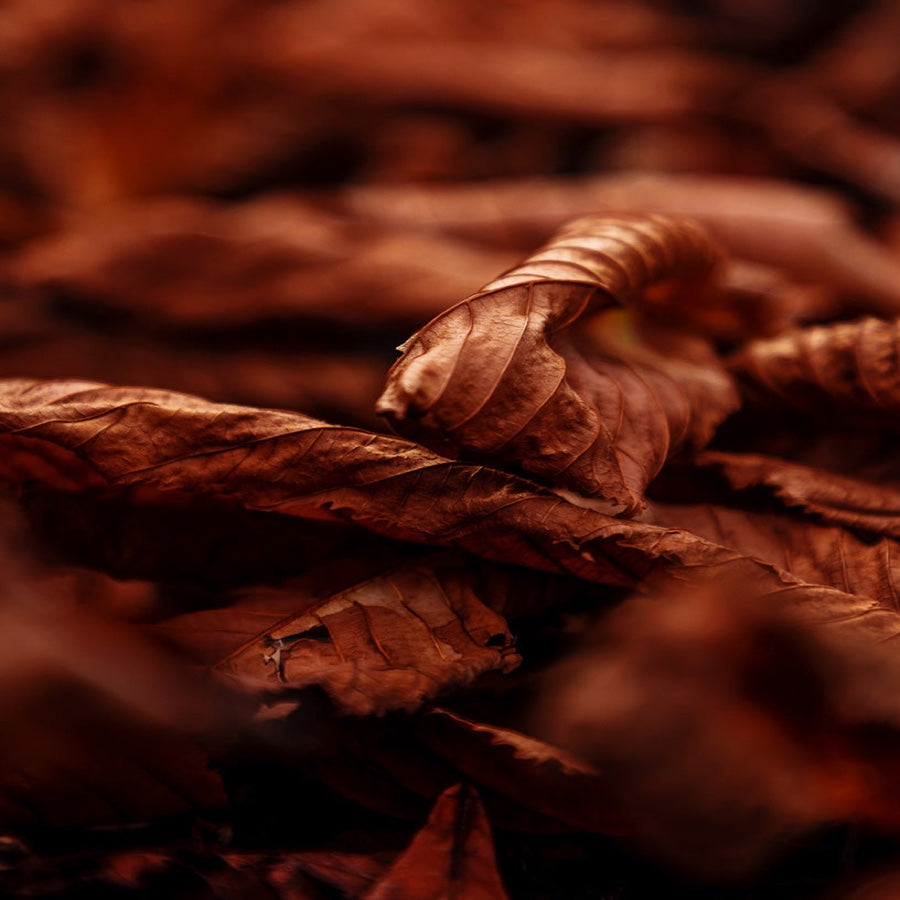 Heart — blonde tobacco
