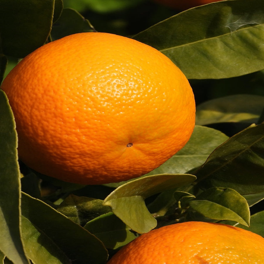 Top notes — bitter orange & bergamot